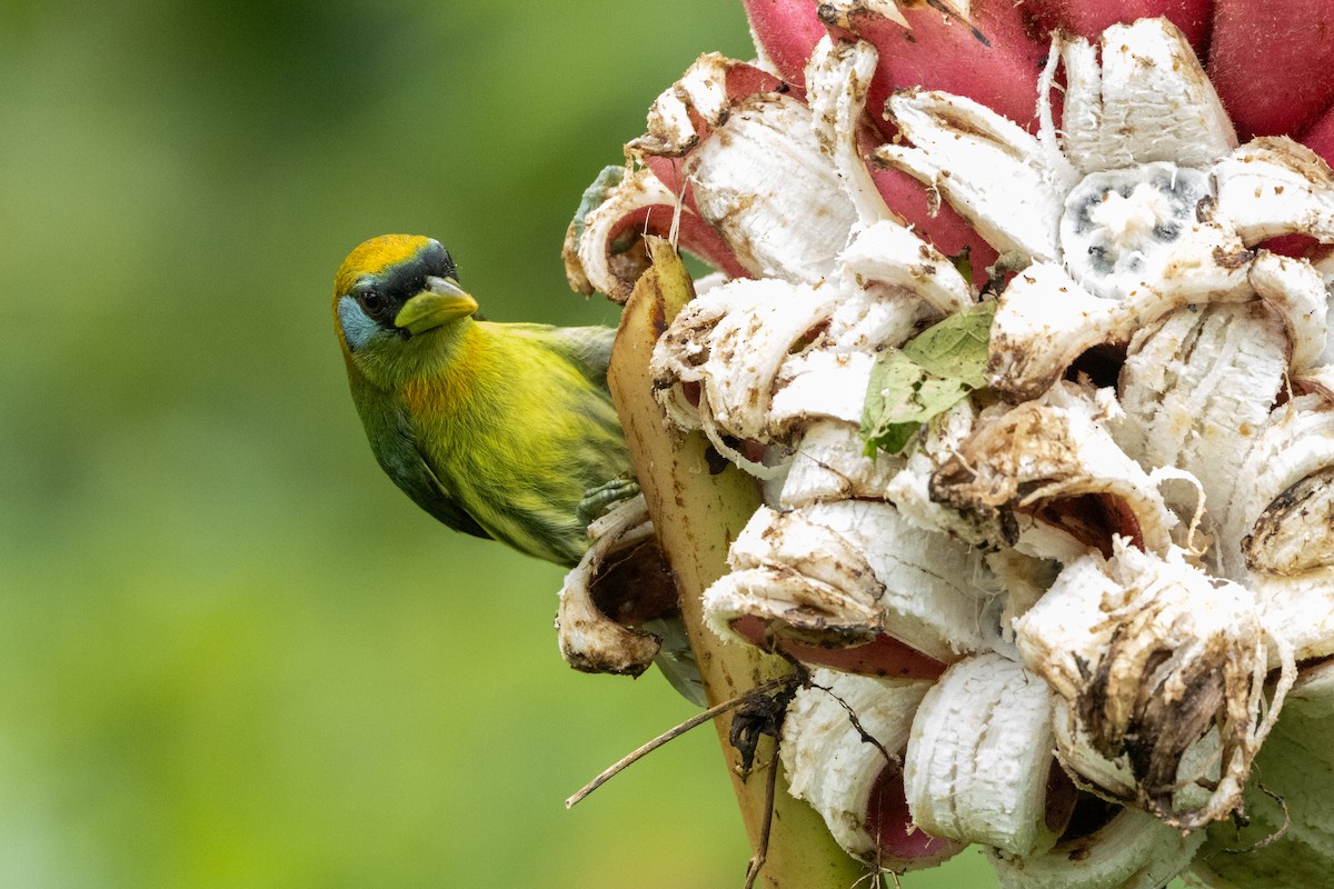 Red-headed Barbet - ML642756602