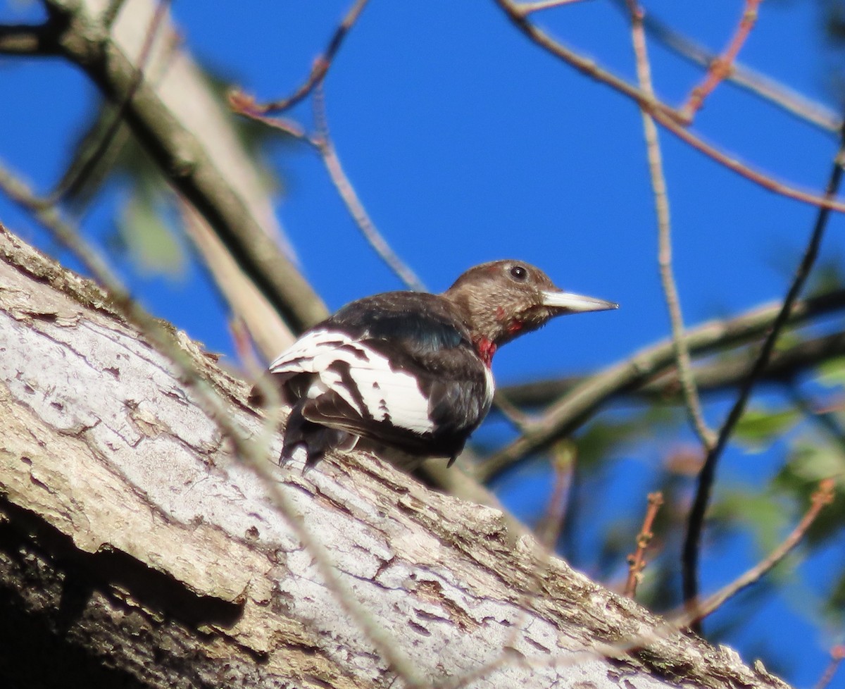 Red-headed Woodpecker - ML642756617