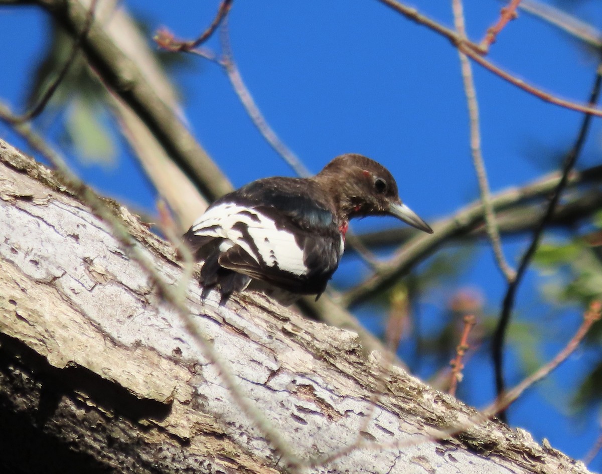 Red-headed Woodpecker - ML642756618