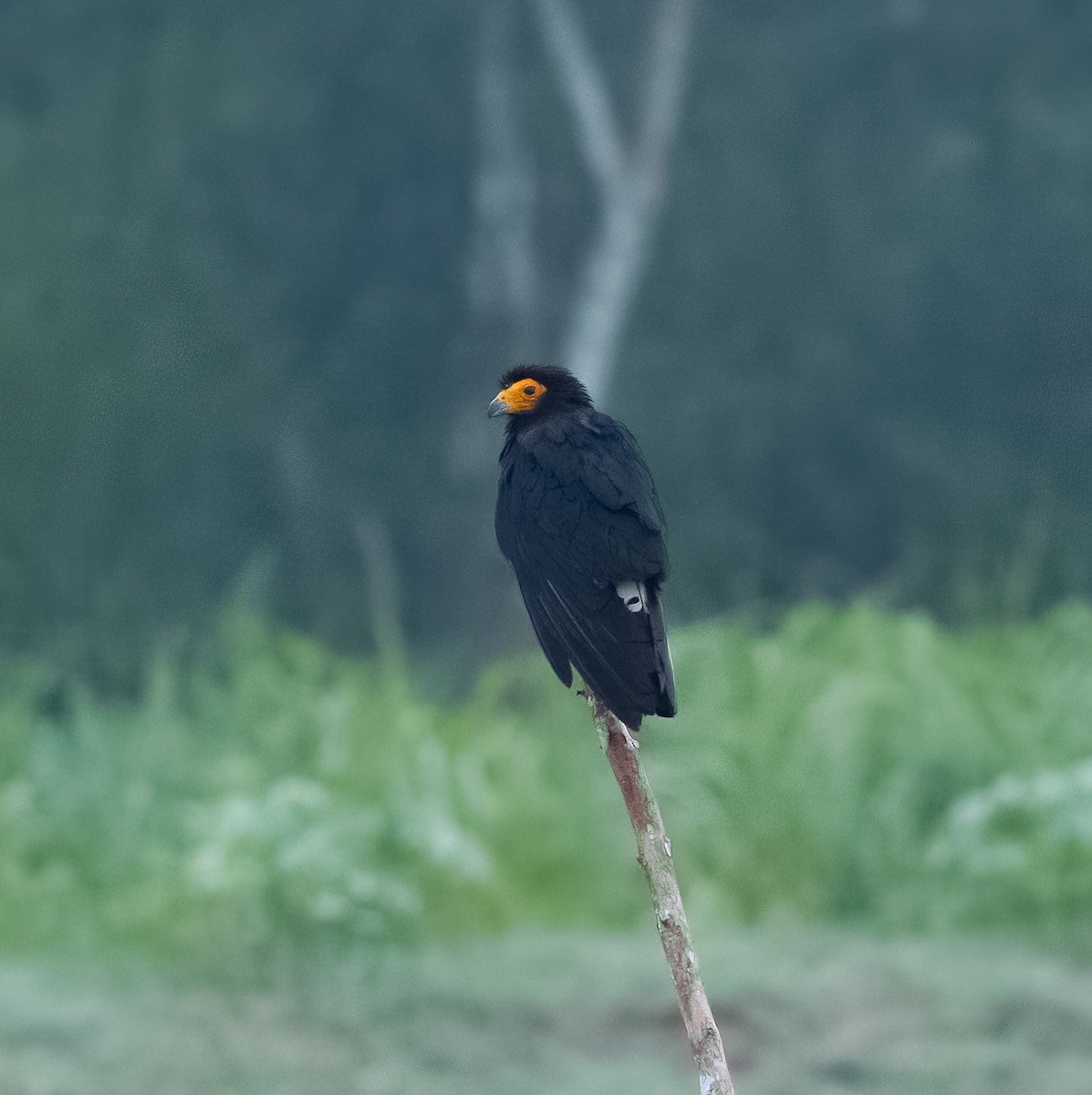 Black Caracara - ML642756620
