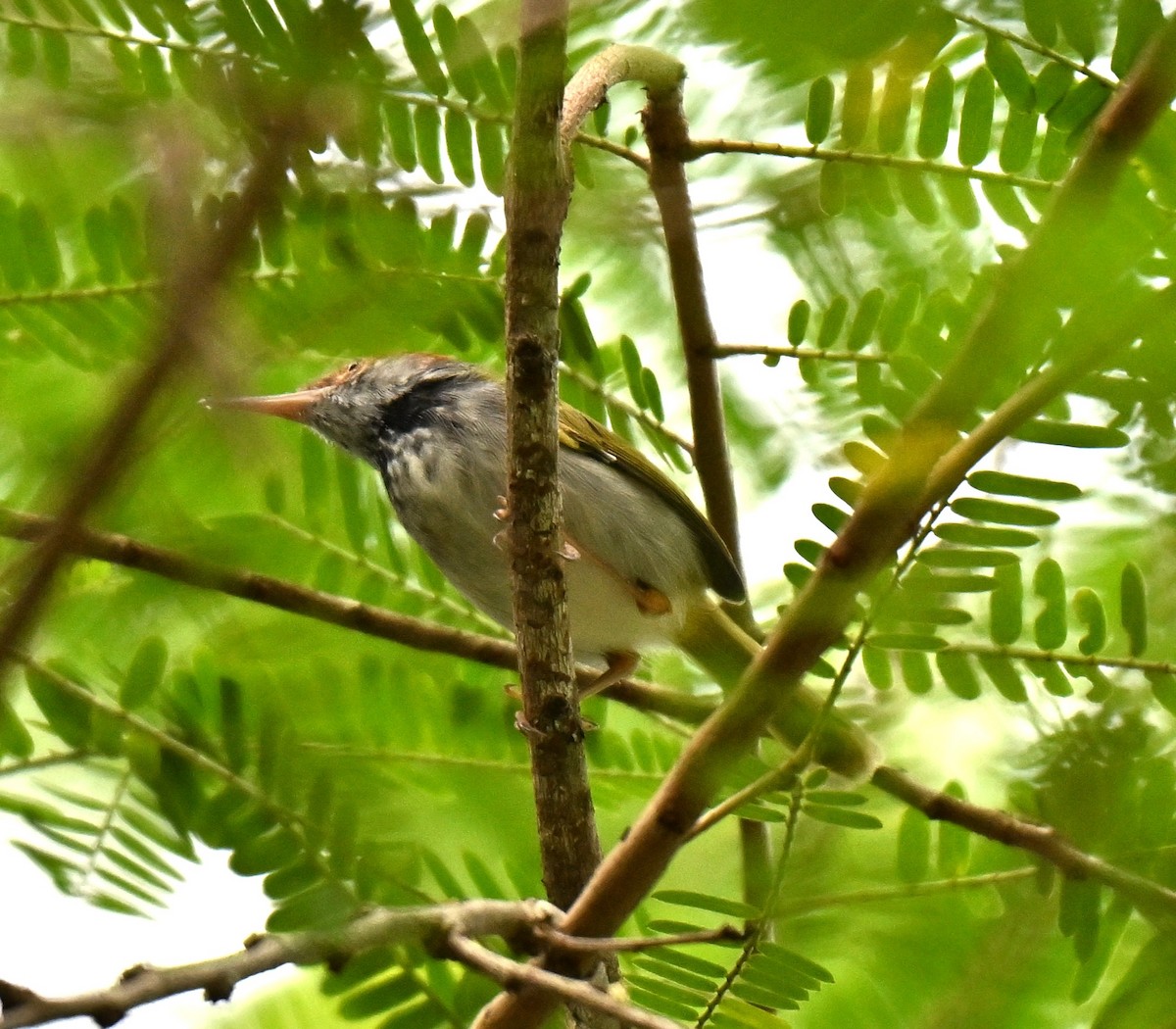 Dark-necked Tailorbird - ML642756621