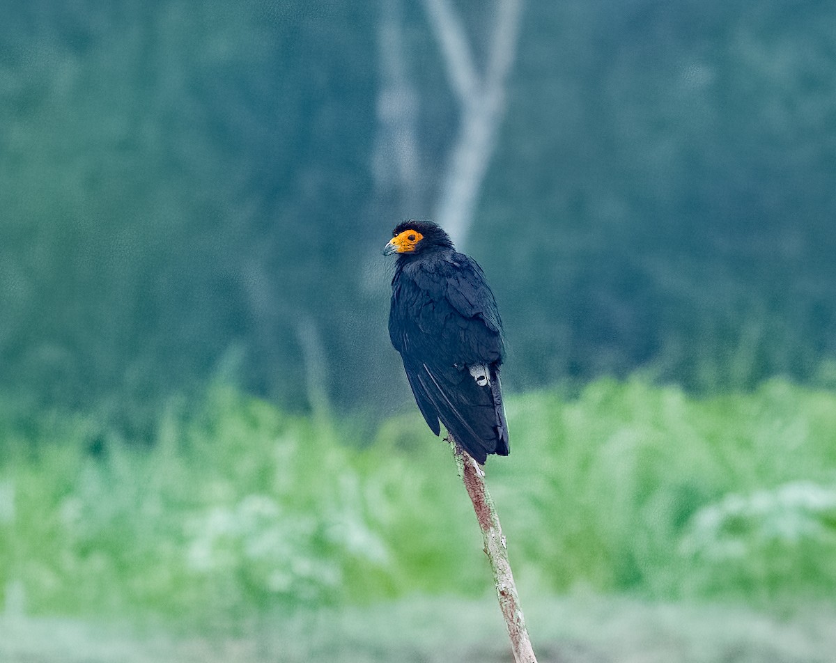 Black Caracara - ML642756622