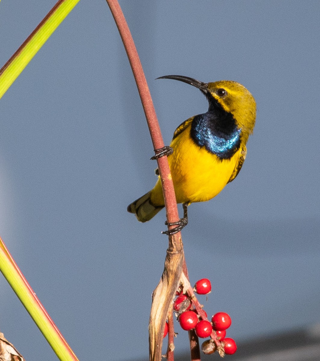 Sahul Sunbird - ML642756623