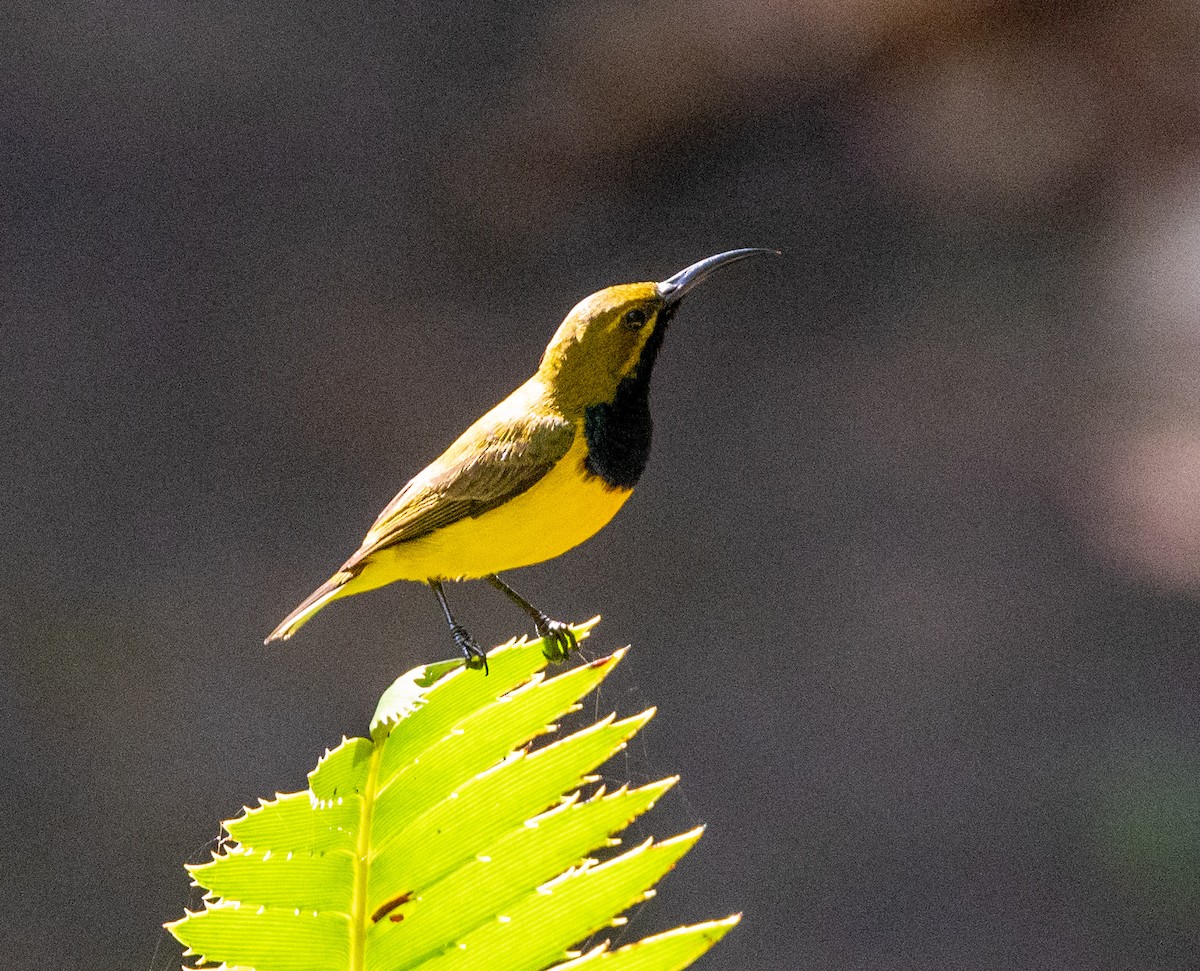 Sahul Sunbird - ML642756624