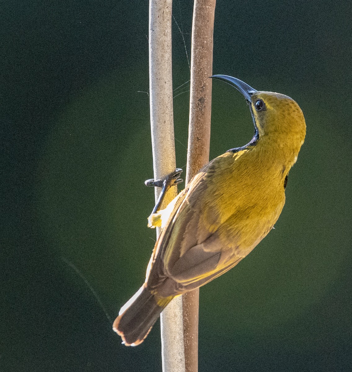 Sahul Sunbird - ML642756625