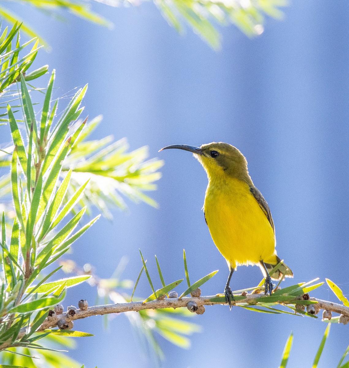 Sahul Sunbird - ML642756626