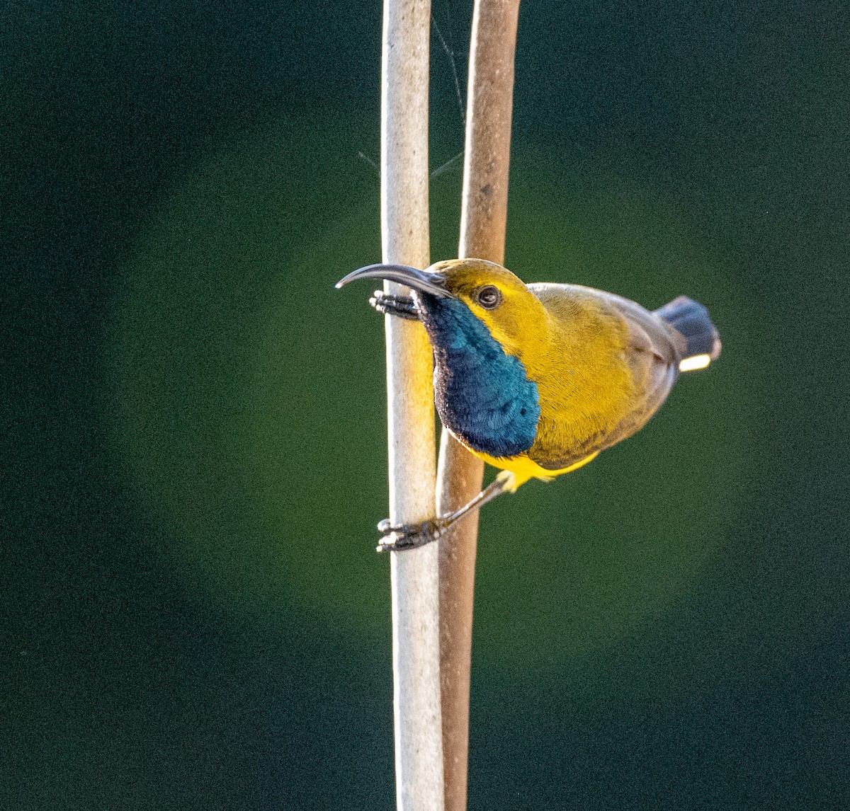 Sahul Sunbird - ML642756627