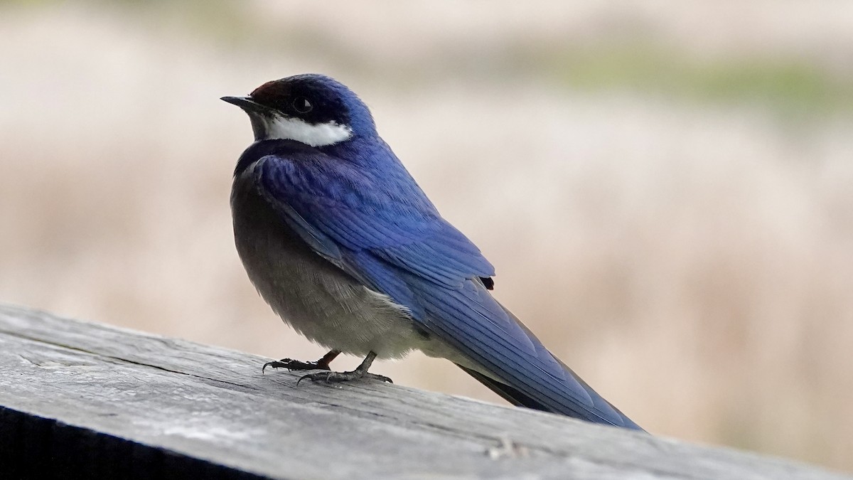 White-throated Swallow - ML642756628