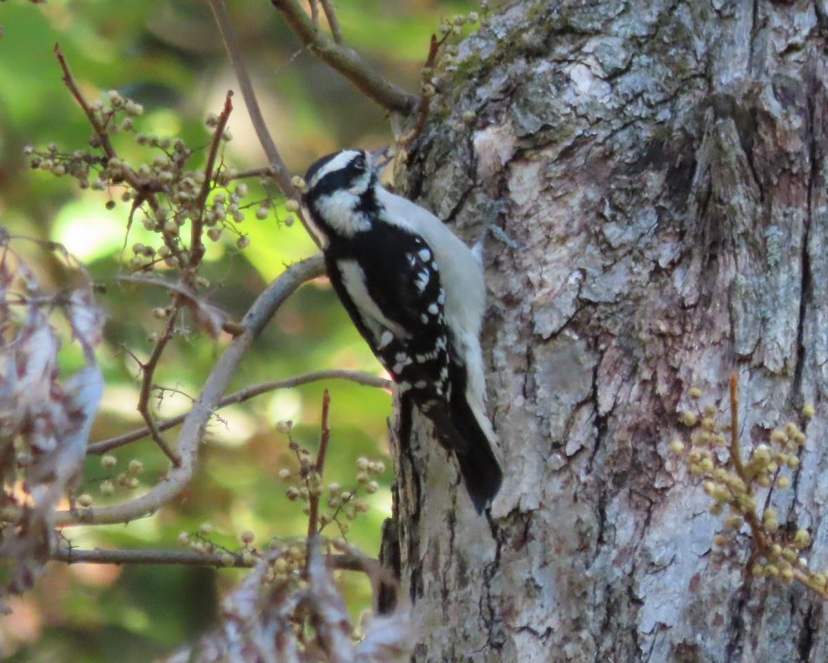 Downy Woodpecker - ML642756632