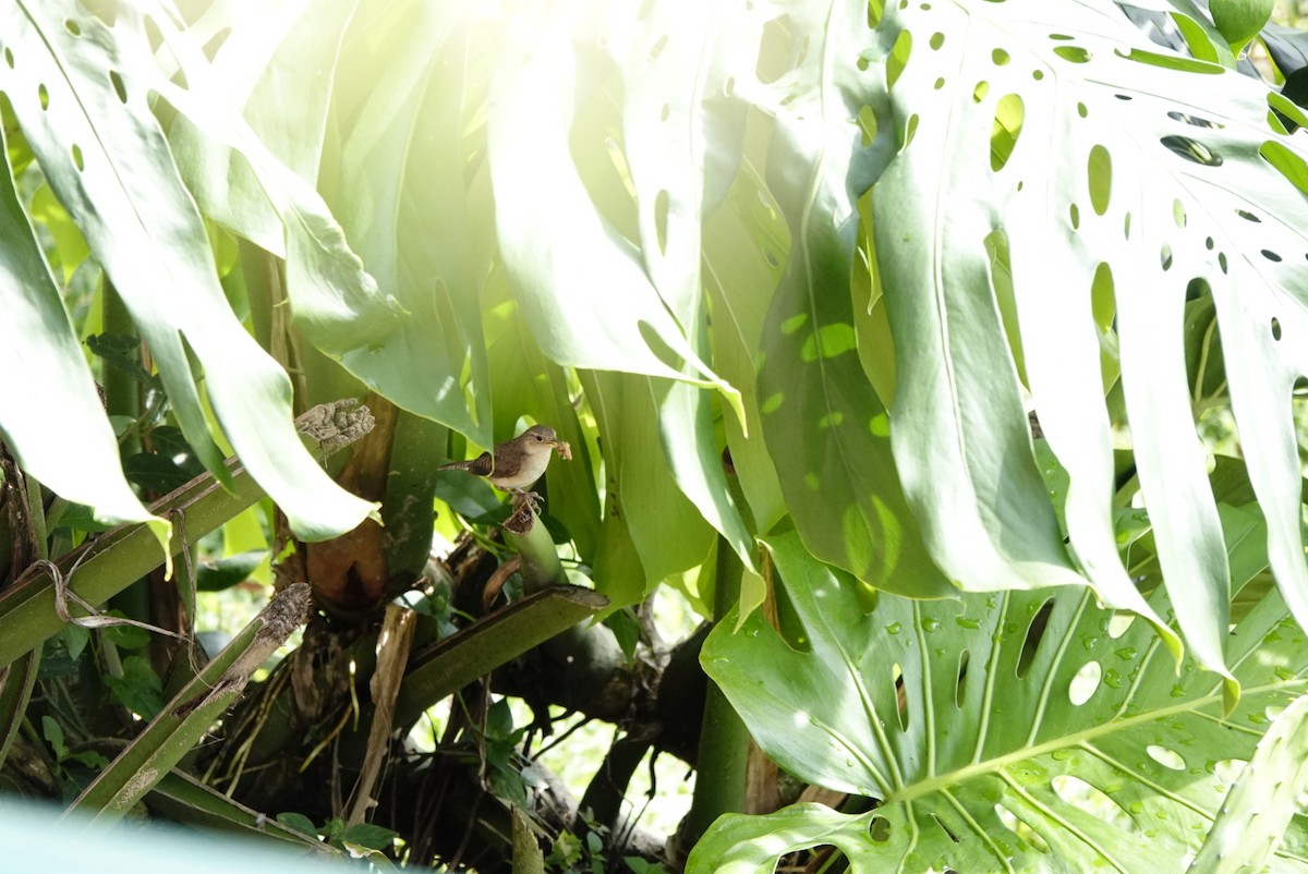 Southern House Wren - ML642756646