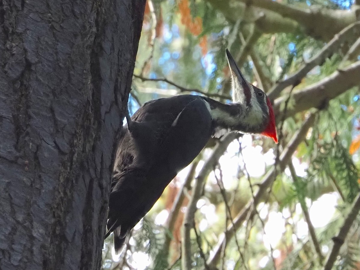 Pileated Woodpecker - ML642756648
