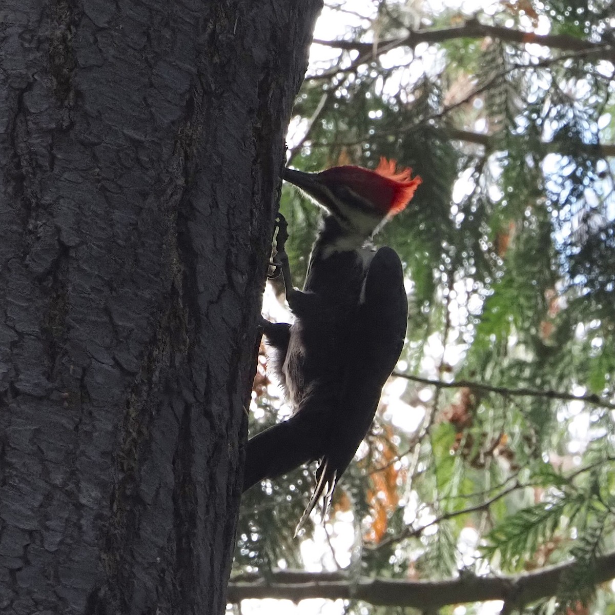 Pileated Woodpecker - ML642756649
