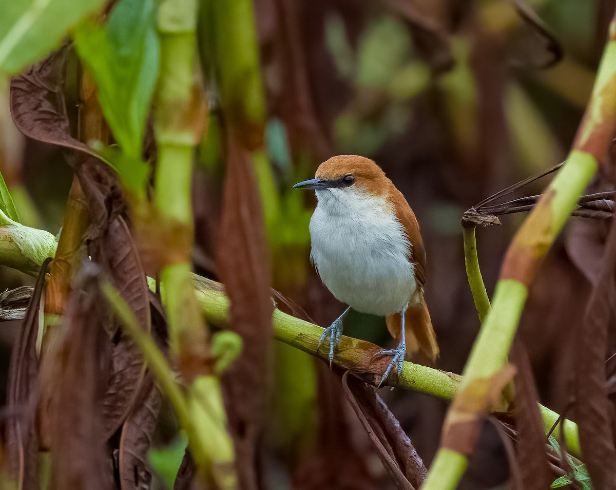 Red-and-white Spinetail - ML642756659