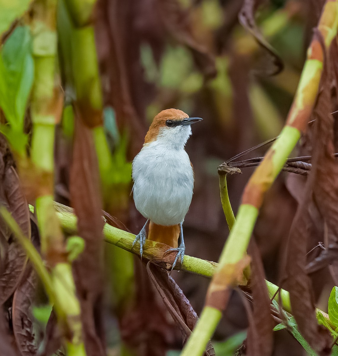 Red-and-white Spinetail - ML642756660