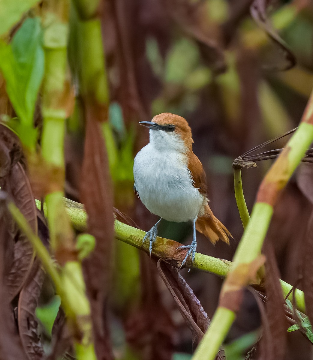 Red-and-white Spinetail - ML642756661