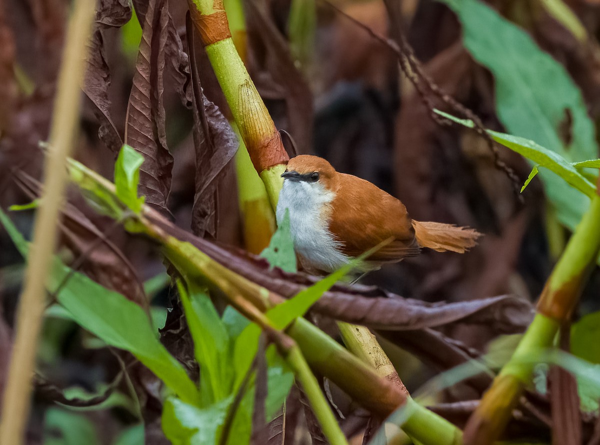 Red-and-white Spinetail - ML642756662
