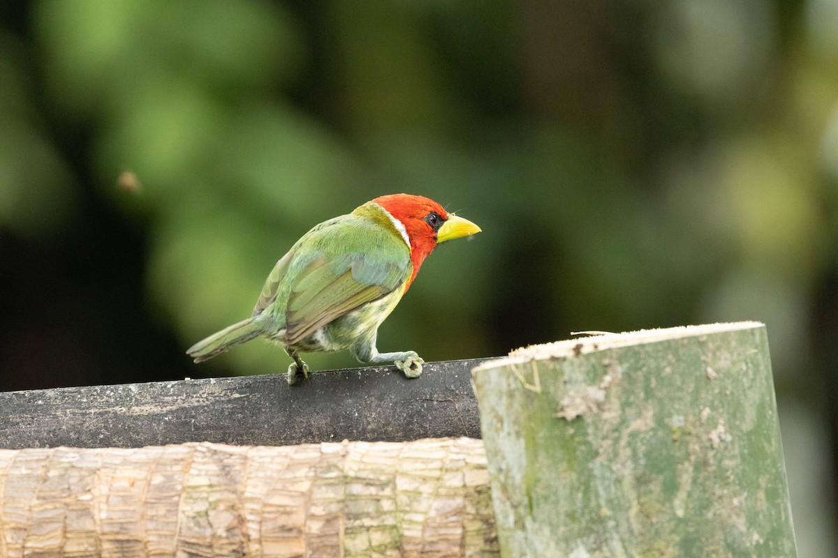 Red-headed Barbet - ML642756687