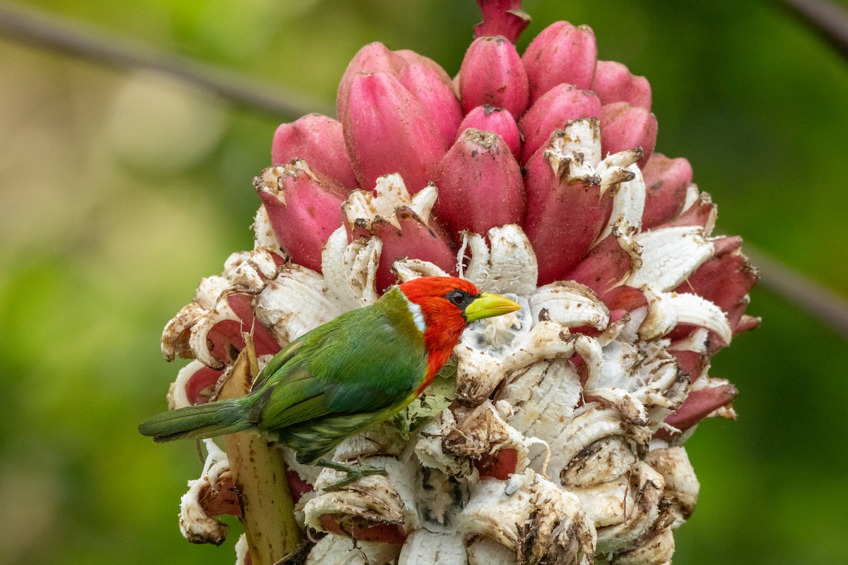 Red-headed Barbet - ML642756688