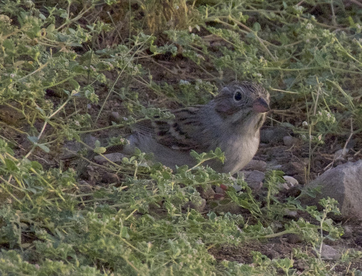 Brewer's Sparrow - ML642756704