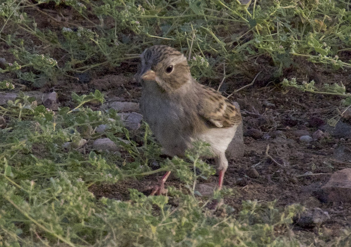 Brewer's Sparrow - ML642756705