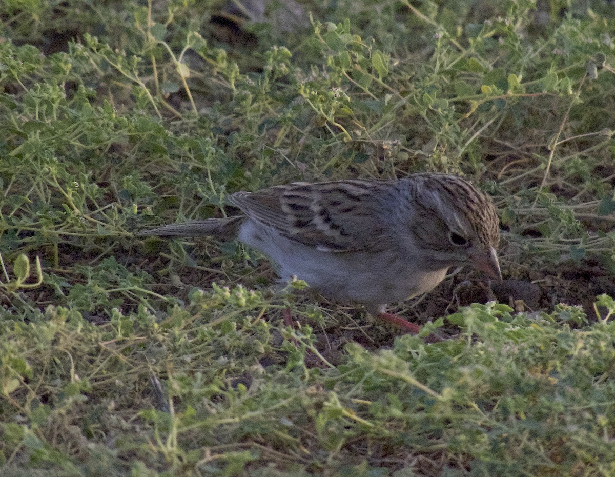 Brewer's Sparrow - ML642756706