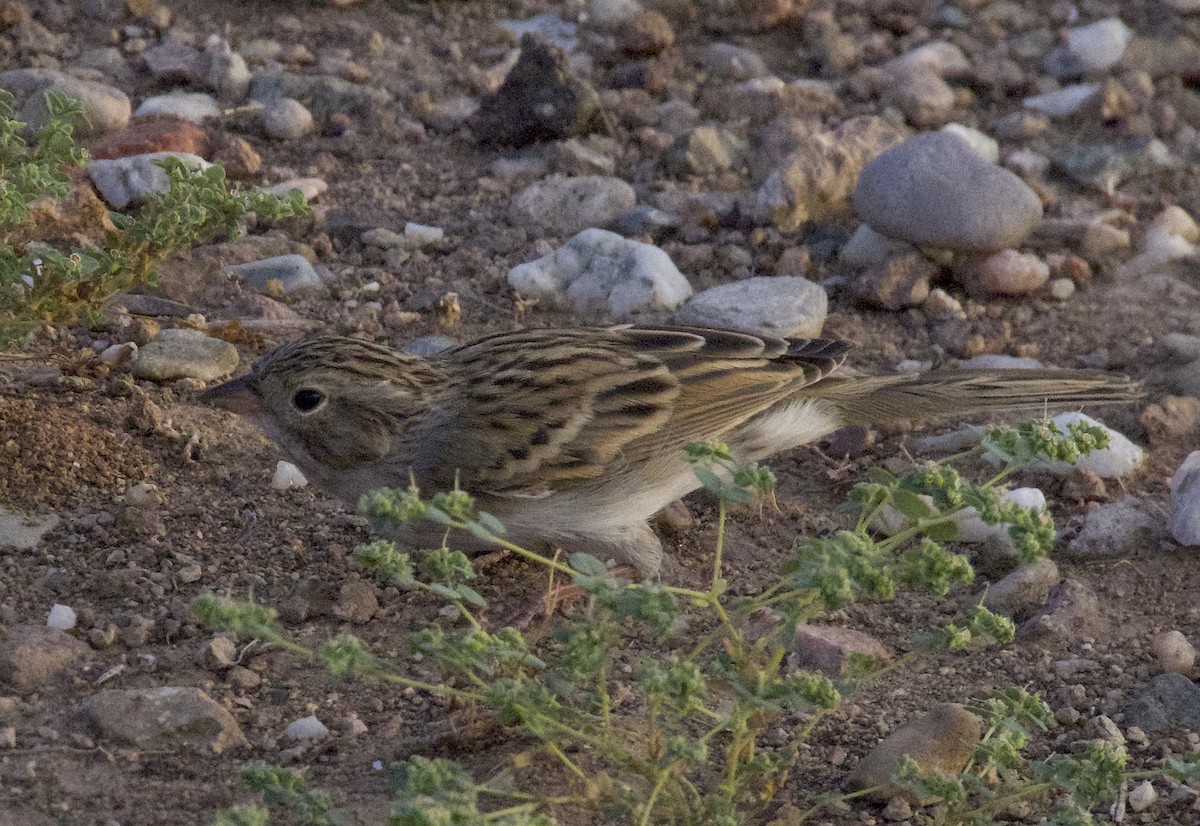 Brewer's Sparrow - ML642756707