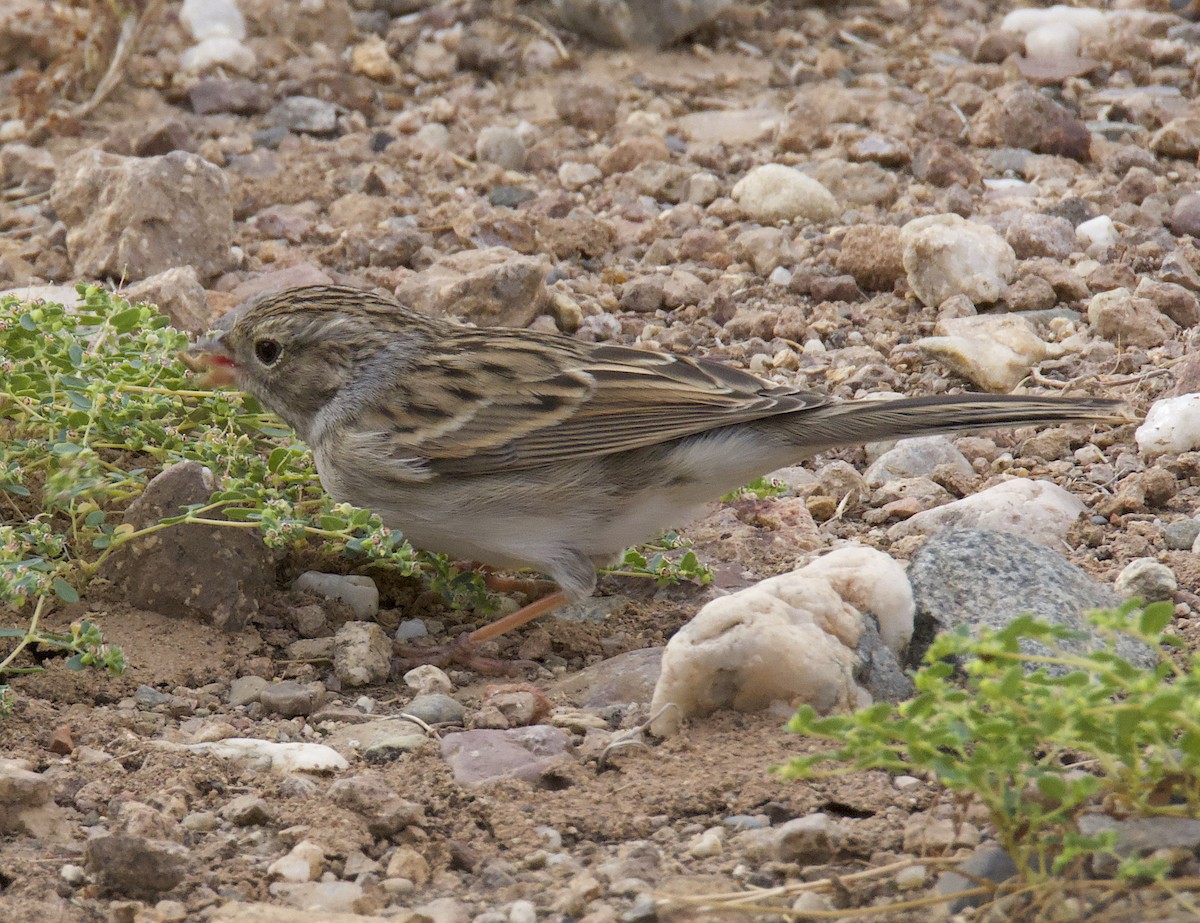 Brewer's Sparrow - ML642756708