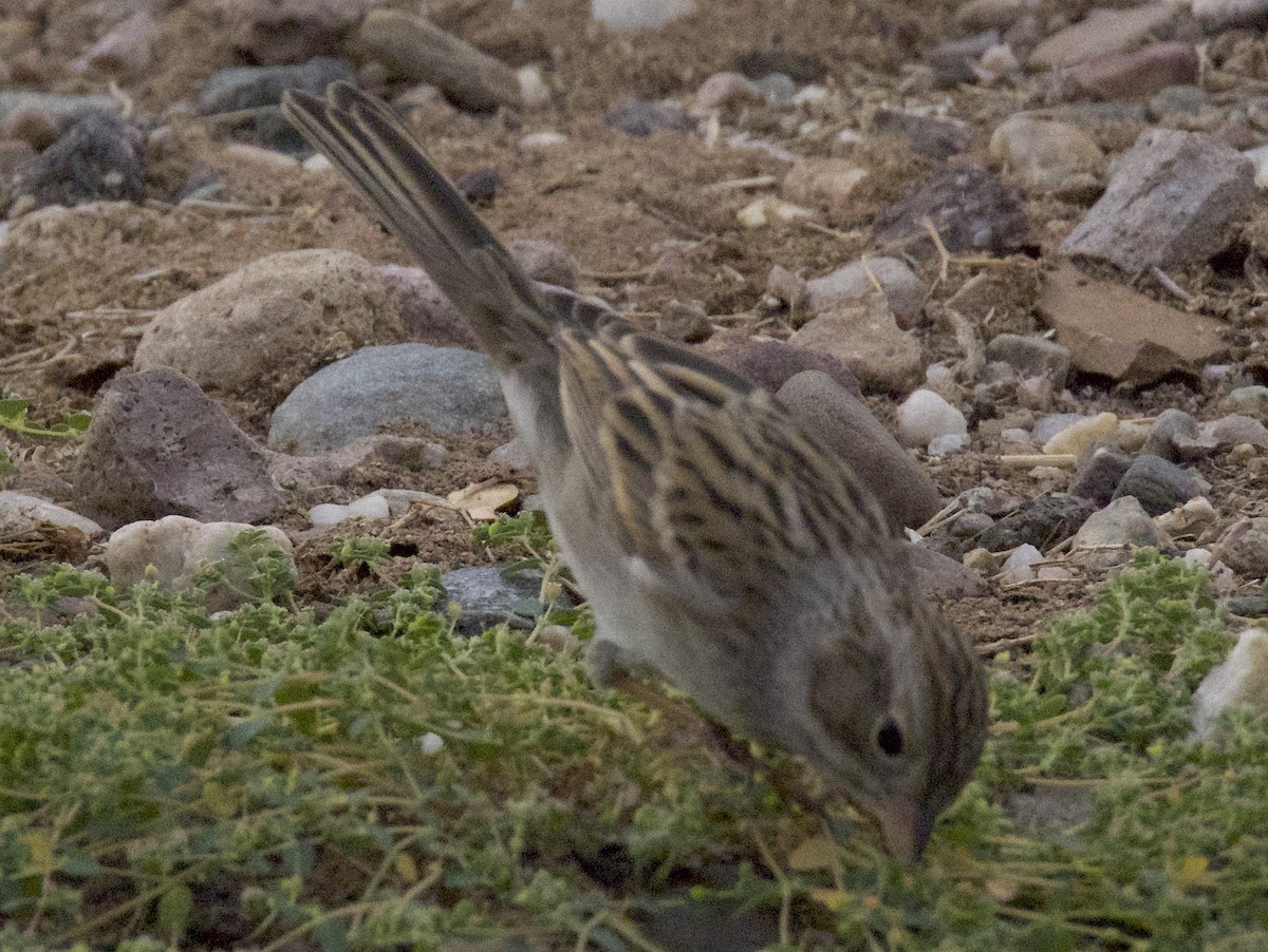 Brewer's Sparrow - ML642756709