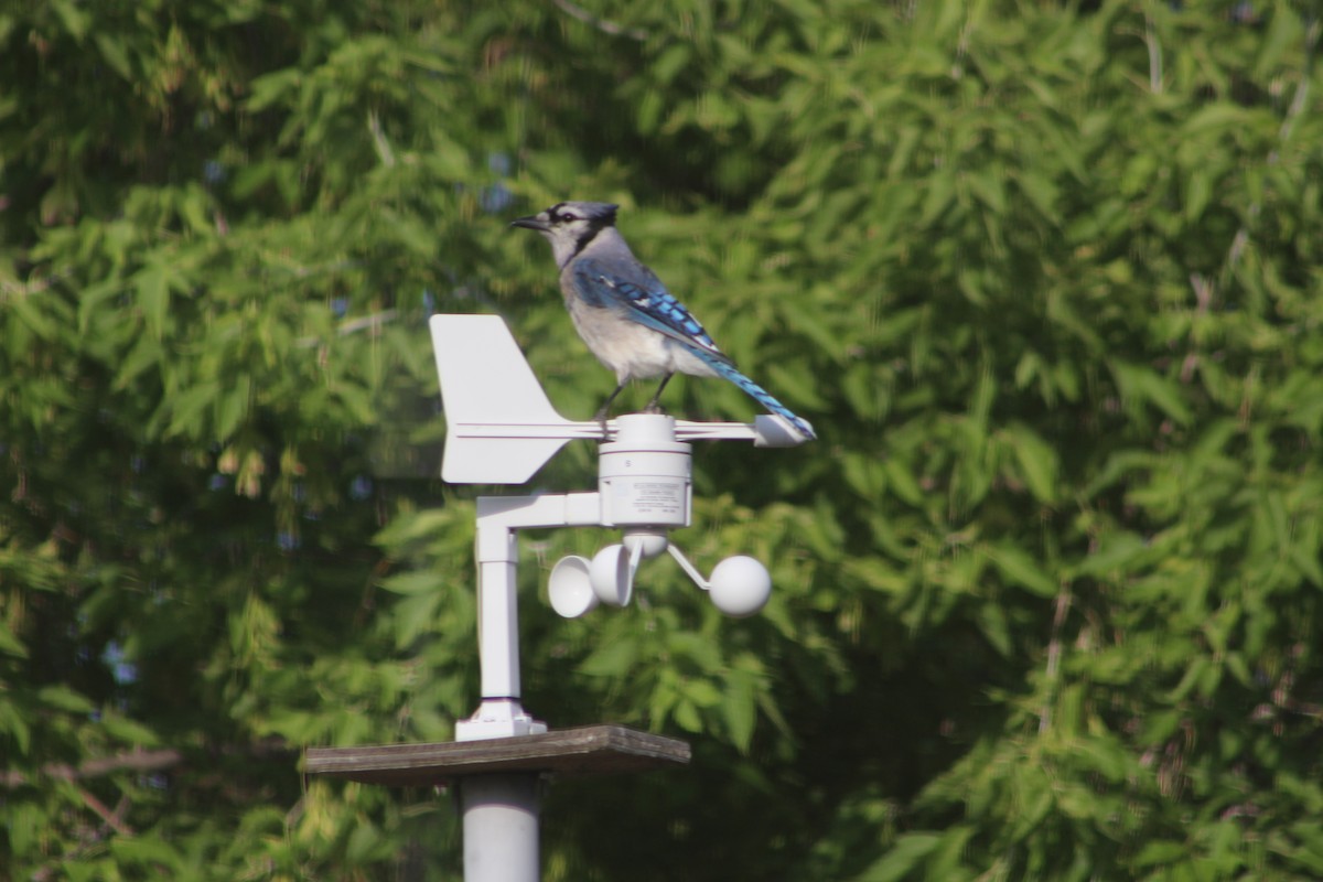 Blue Jay - ML64275671