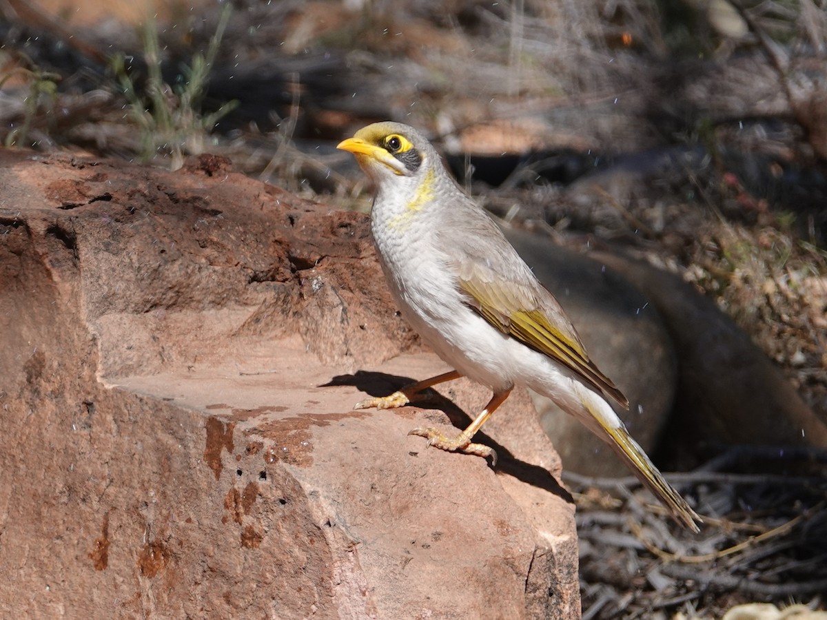 Yellow-throated Miner - ML642756715