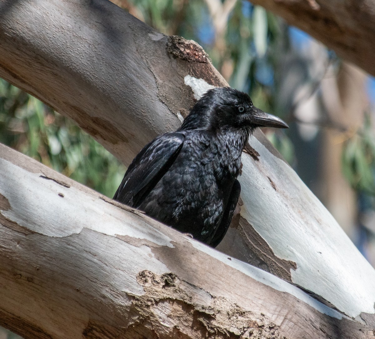 Corvus sp. - ML642756716