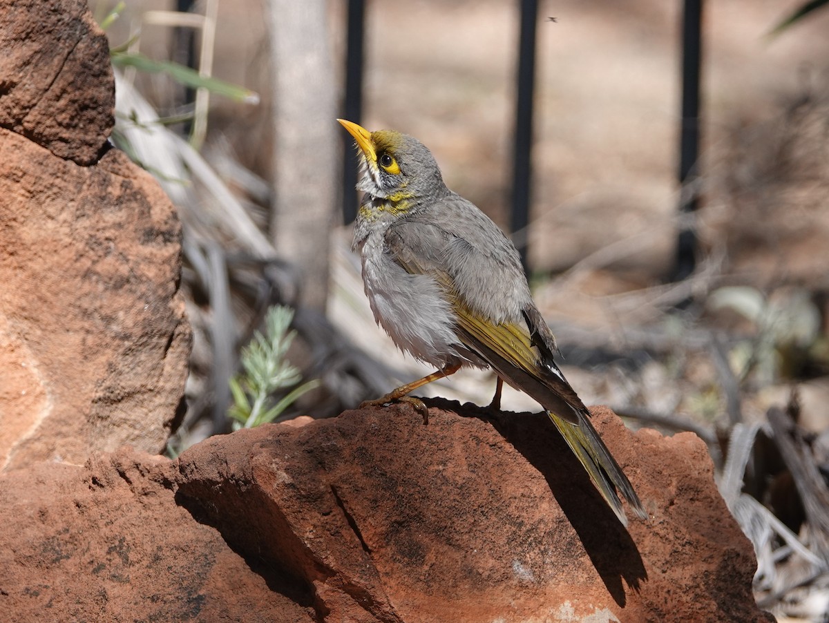 Yellow-throated Miner - ML642756717