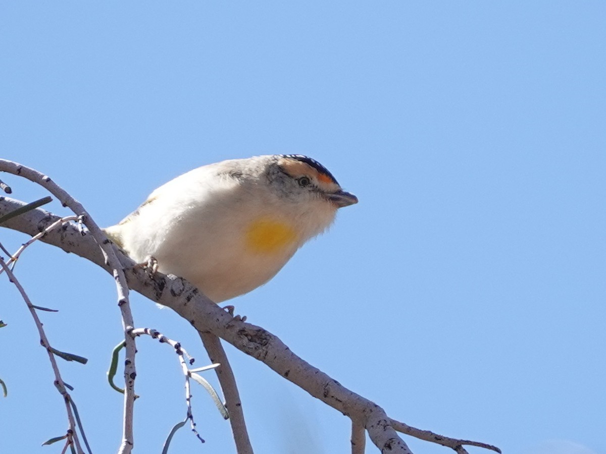Red-browed Pardalote - ML642756719