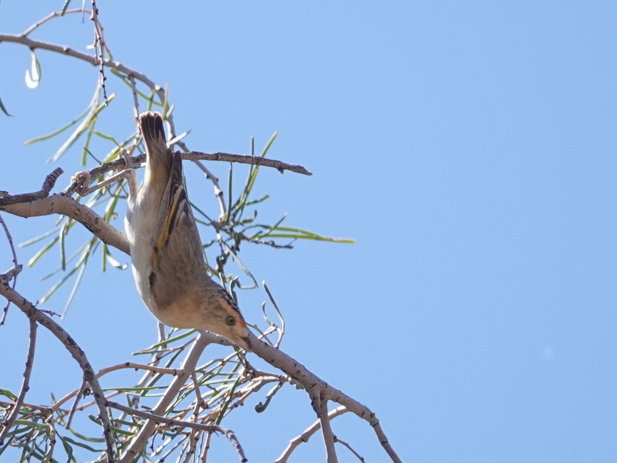 Red-browed Pardalote - ML642756720