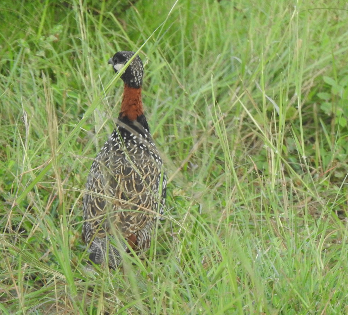 Black Francolin - ML642756724