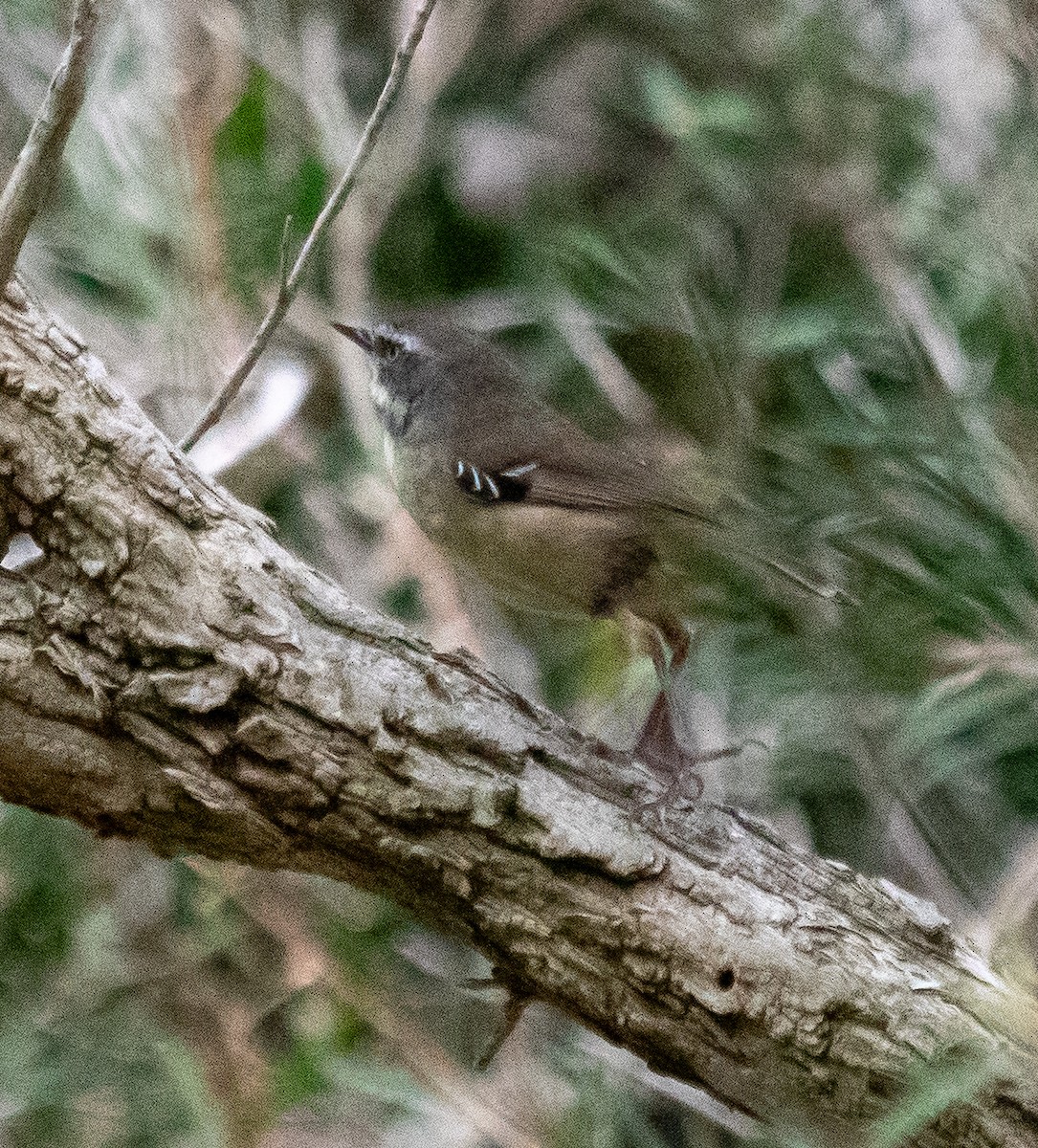 White-browed Scrubwren - ML642756726