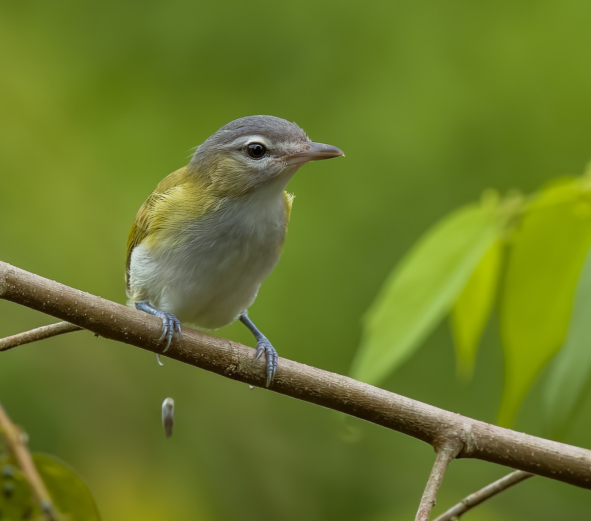 Chivi Vireo - ML642756728