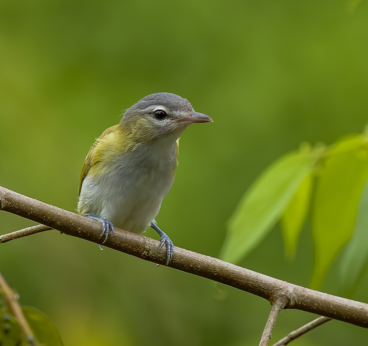 Chivi Vireo - ML642756729