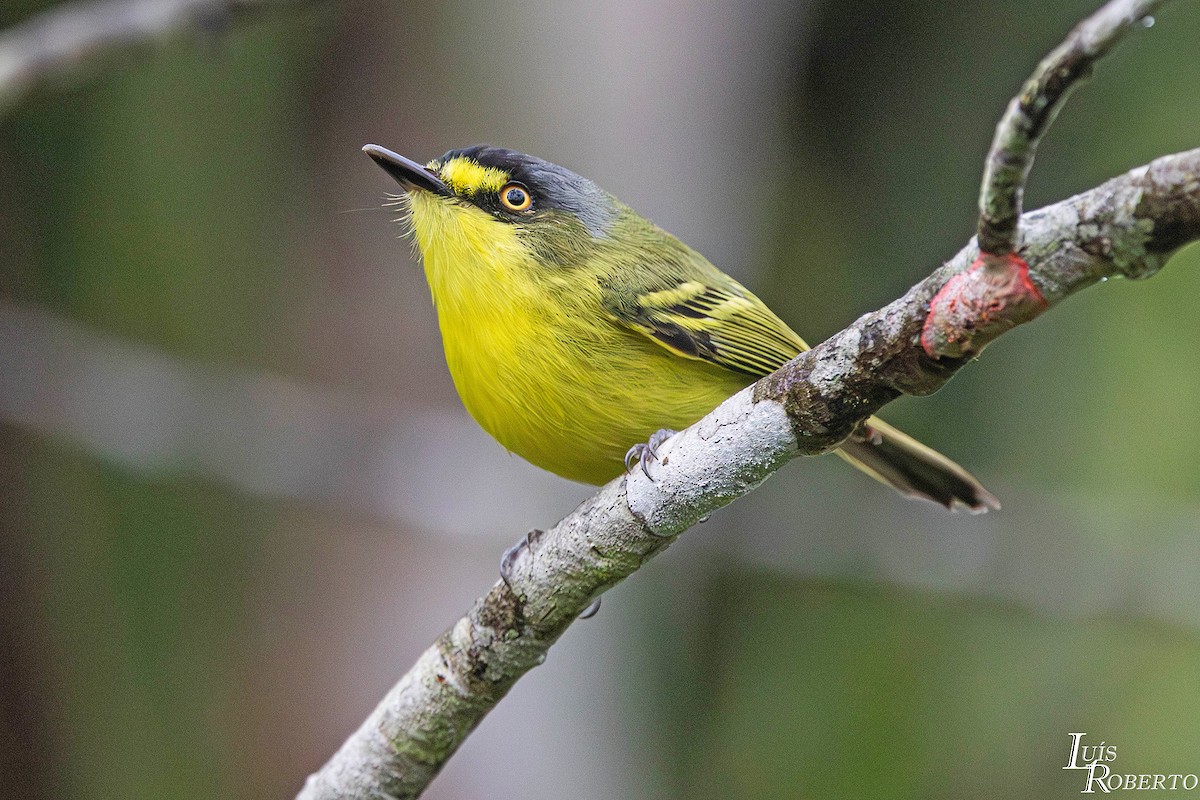 Gray-headed Tody-Flycatcher - ML642756734
