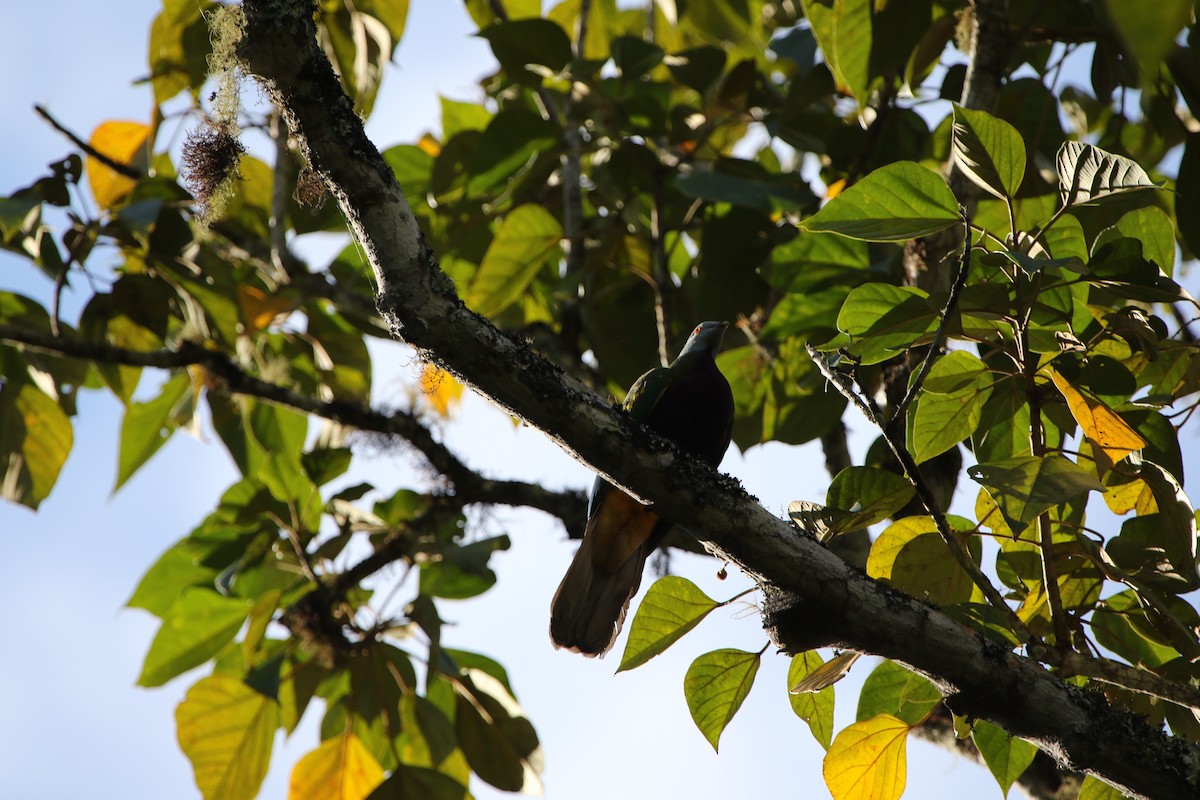 Wompoo Fruit-Dove - ML642756740