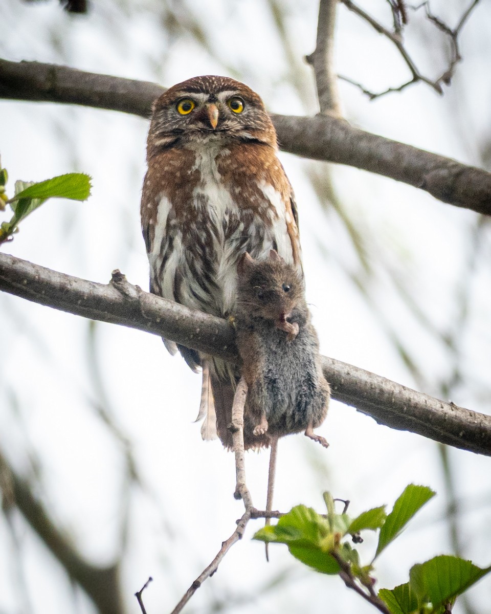 Austral Pygmy-Owl - ML642756754