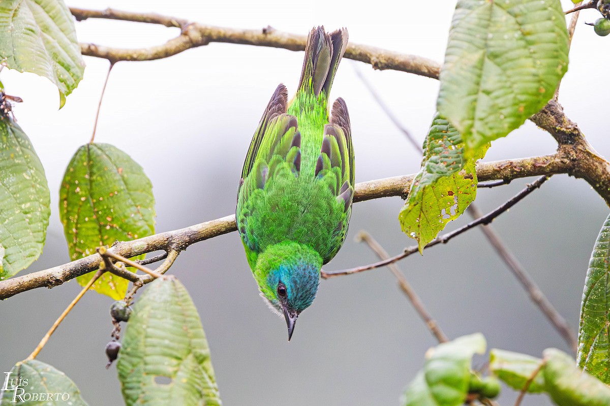 Blue Dacnis - ML642756761