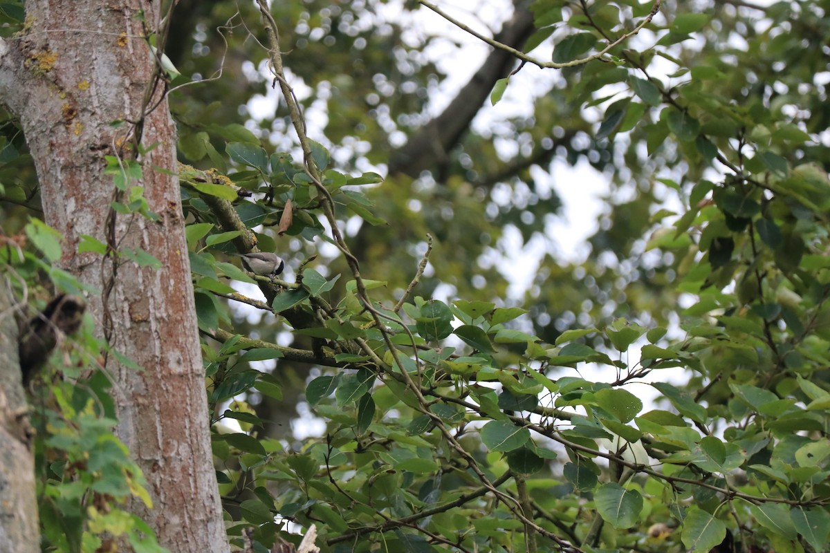 Marsh Tit - ML642756766