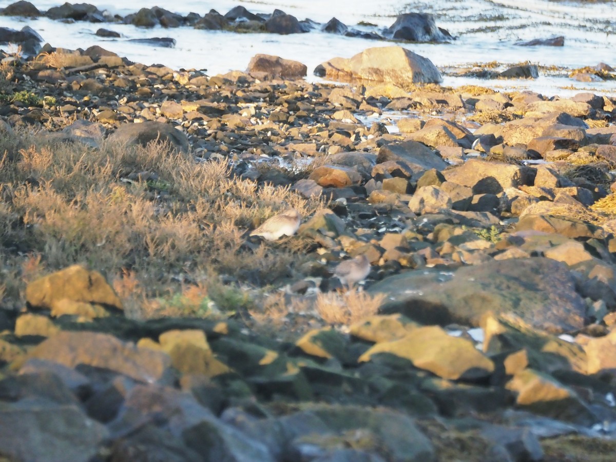 shorebird sp. - ML642756786