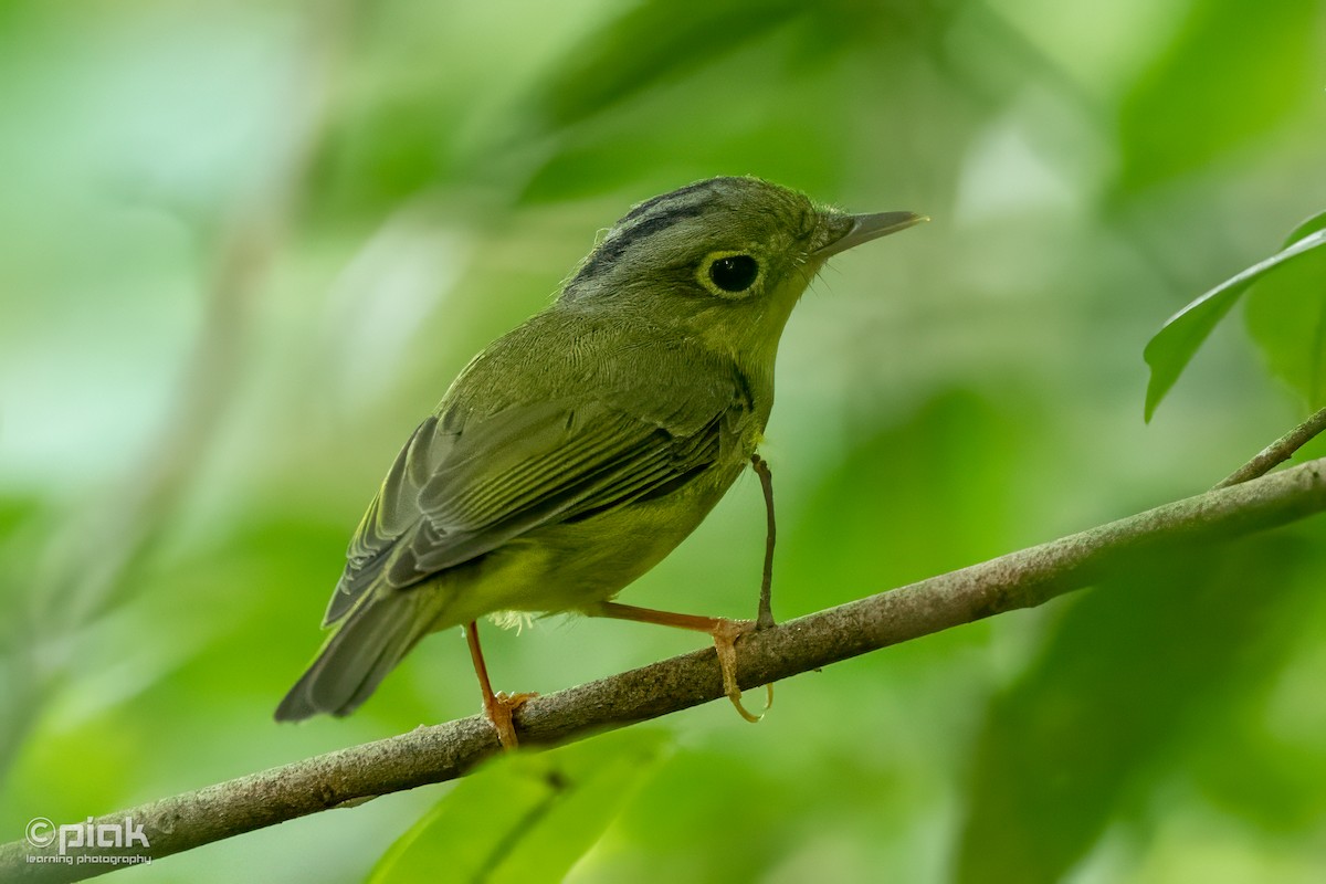 Alström's Warbler - ML642756787