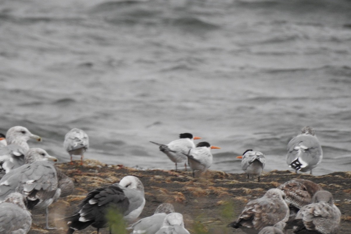 Elegant Tern - ML642756790