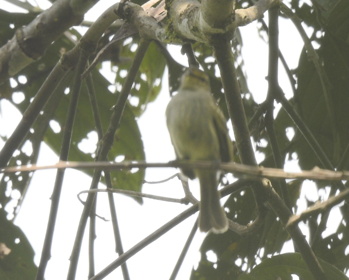 ecuadorbladdanser - ML642756806