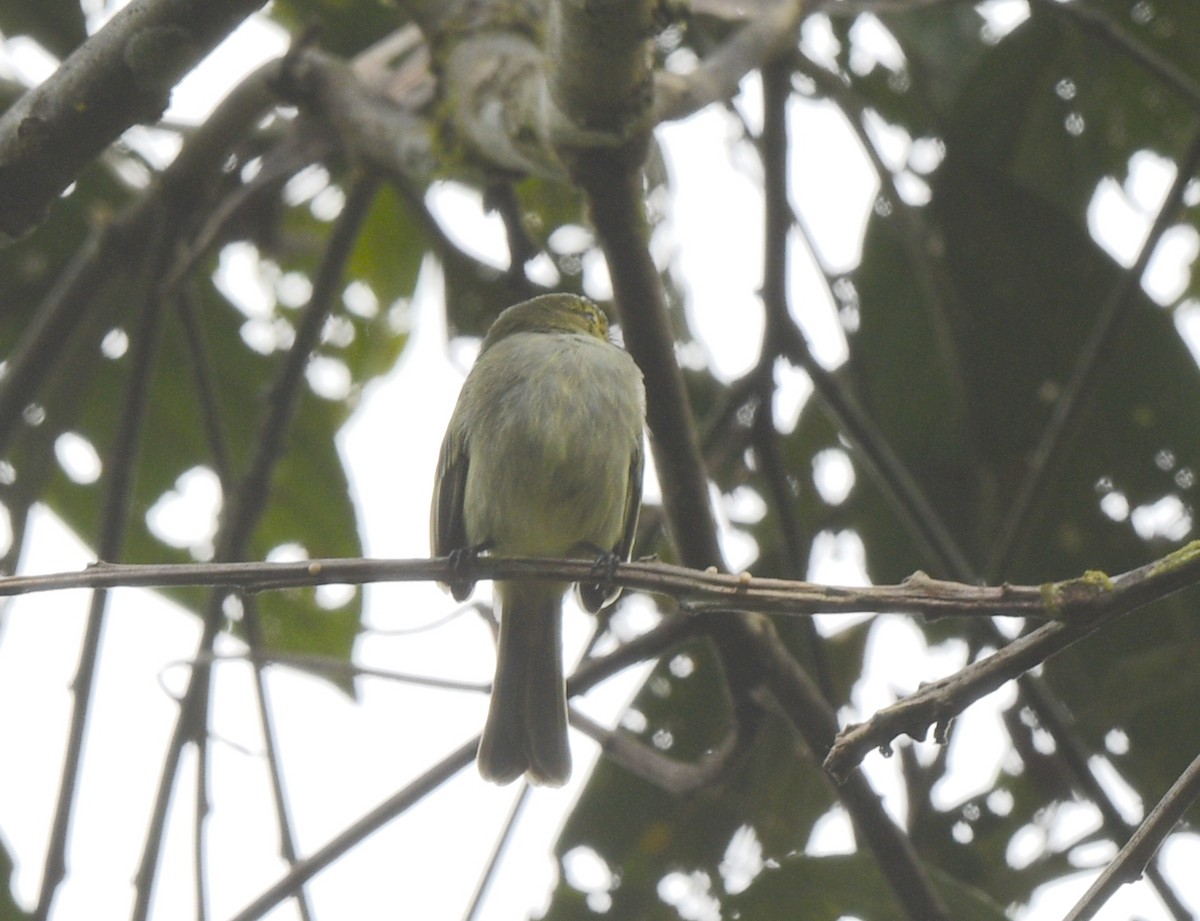 ecuadorbladdanser - ML642756807