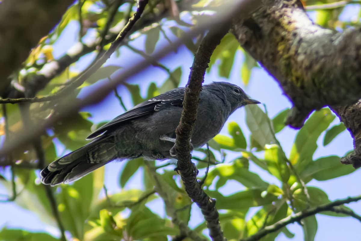 Lesser Cuckooshrike - ML642756844