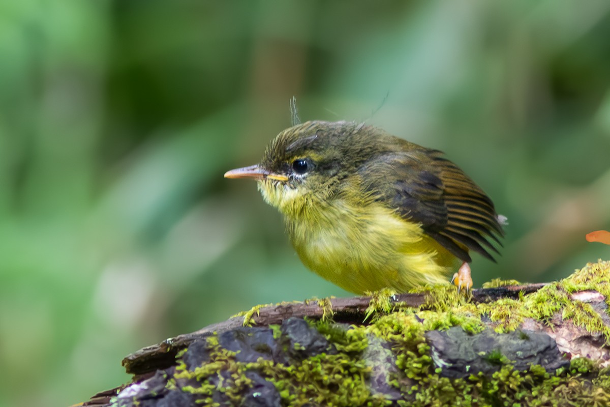 ML642756857 - Javan Tesia - Macaulay Library